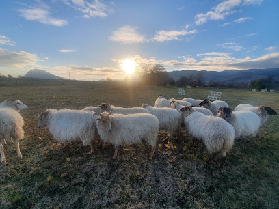 Les Brebis Du Moulin, Dresseur De Chiens à Cornas