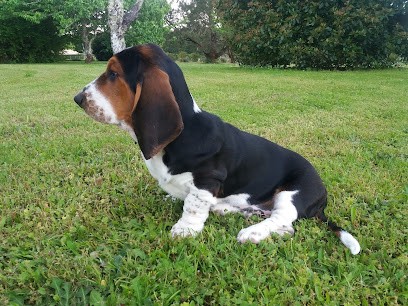 Elevage du Domaine des Laurières, Eleveur de Chiens à Molas