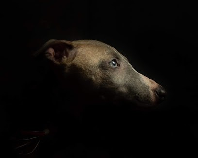 Élevage de Whippet, eleveur professionnel, chiot whippet/lévrier whippet, Loire-Atlantique, en Pays de la Loire, France, Eleveur de Chiens à Lusanger