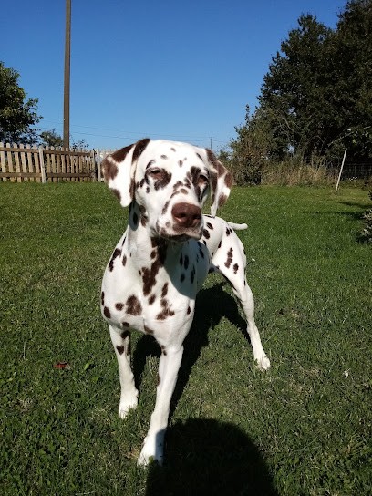 dalmatien de la demeure du berger, Eleveur de Chiens à Beaupréau-en-Mauges