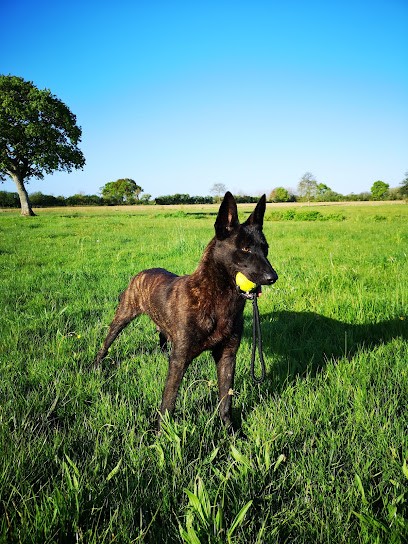 Cercle Cynophile De Villedieu-les-Poêles, Eleveur de Chiens à Sainte-Cécile