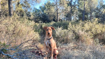 Macs, Dresseur de Chiens à Lambesc