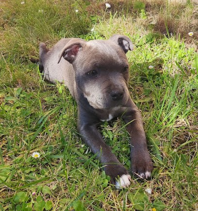 Domaine de Mondon Elevage de Chihuahuas, Eleveur de Chiens à Mailhac-sur-Benaize