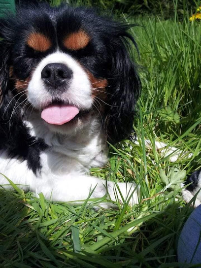Élevage Au Cœur De Lelia Éleveur De Chiens à Lillers