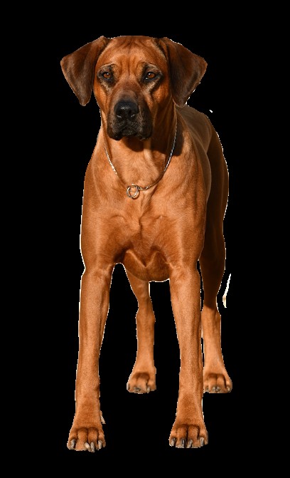 MATOBO HILLS Rhodesian Ridgeback Kennel FCI, Eleveur de Chiens à Virming