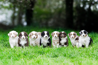 Élevage Des Légendes De L'ouest - Berger Australien Et Berger Américain Miniature Éleveur De Chiens à Brignac