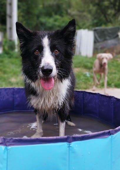 Chenil de la Vallée des Usses, Pension pour Chiens à Cernex