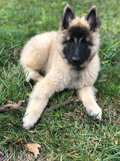 Les Famonadyns, Eleveur de Chiens à Saint-Gauzens