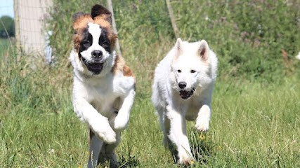 Pension Canine Le Lagon d'Ambre, Pension pour Chiens à Bréauté