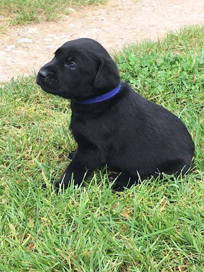 Graine de Césam : Élevage Canin Pédagogique, Loir-et-Cher, en Centre-Val de Loire, Dresseur de Chiens à Saint-Viâtre