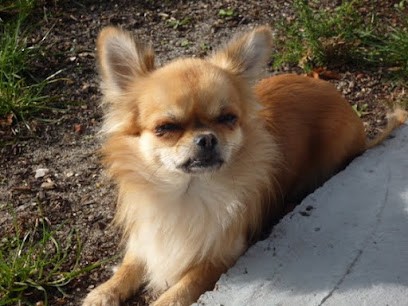 Chihuahua poil long, Eleveur de Chiens à Herm