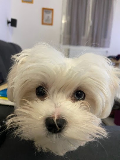 Cali Pierre, Eleveur de Chiens à Vernioz