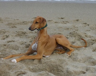 éleveur azawakh : élevage de la route jacques coeur, Eleveur de Chiens à Marçais