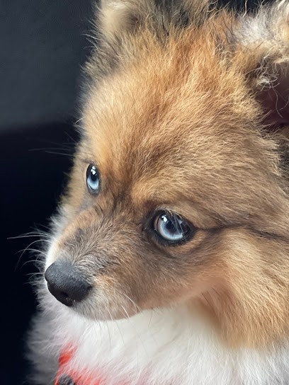 Domaine du charmey, Eleveur de Chiens à Saint-Galmier