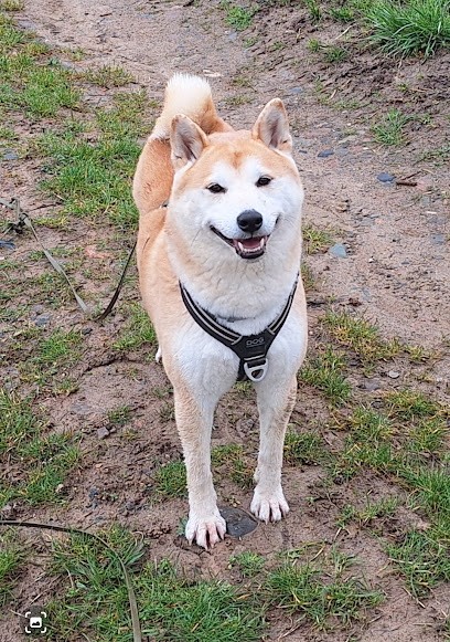 Géraldine, Educateur Canin Comportementaliste + Livraison Croquettes Chiens Et Chats, Dresseur de Chiens aux Chères