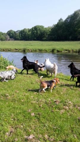 Donnelapatte, Dresseur de Chiens à Méneslies