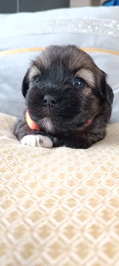 La Casa des Lhassas, Eleveur de Chiens à Balanod