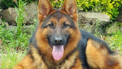 La Vallée D'Asdess, Dresseur de Chiens à Plumaudan