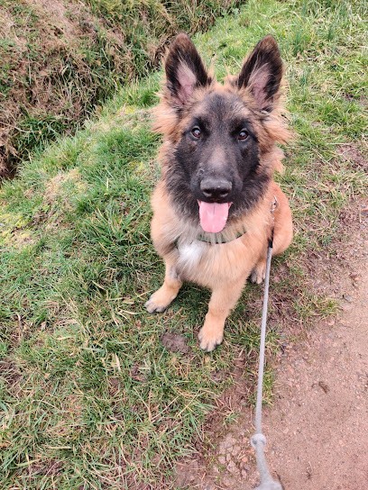  Donne La Balle  Educateur Et Comportementaliste Canin à AUTUN, Dresseur de Chiens à Monthelon