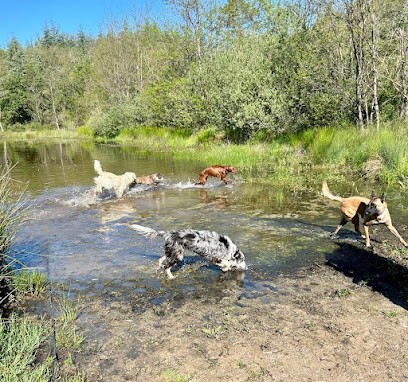 My Dog Ecole, Dresseur de Chiens à Montauroux