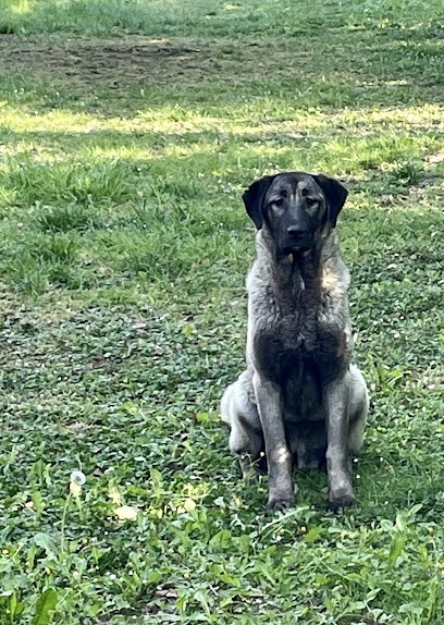 Éleveur de Kangal. Domaine du bois fidèle, Eleveur de Chiens à Bourg-Fidèle