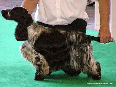 Elevage Cocker Anglais Spaniel LOF des aubépines de La.Vilco en Picardie, Eleveur de Chiens à Vaudricourt