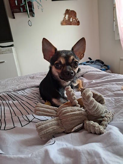 Clinique Vétérinaire Des Vallons, Eleveur de Chiens à La Chapelle-de-la-Tour