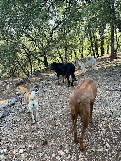 Les Copains D'Elsa And Co, Pension pour Chiens à Saint-Paul-en-Forêt