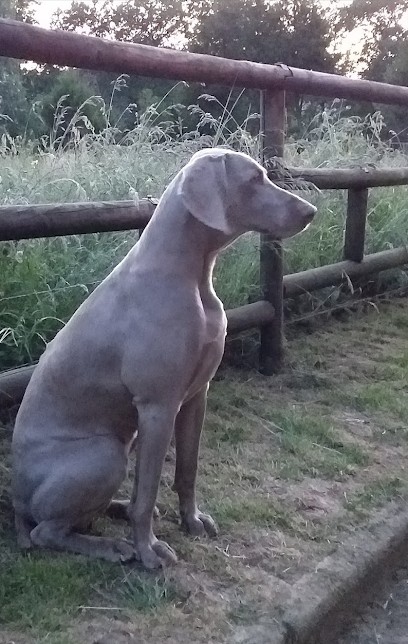Ribierre Pension Chiens et Chats, Pension pour Chiens à Woippy