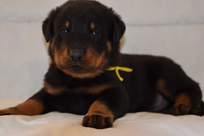 La Ferme Des Beaumalous, Eleveur de Chiens à Mesnils-sur-Iton