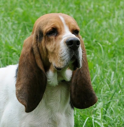 Elevage Des Monts Du Faucigny, Eleveur de Chiens à Saint-Jeoire