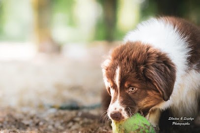Mangel Sandrine, Eleveur de Chiens à La Roche-Bernard