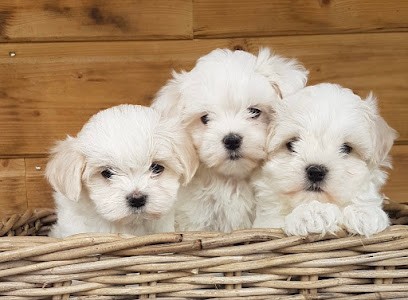 Élevage des vents d’océan, Eleveur de Chiens à La Gree Saint Laurent