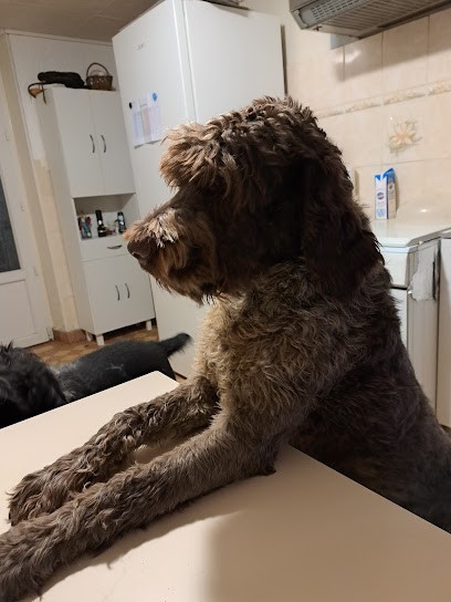 Elevage Du Domaine De La Villatelle, Eleveur de Chiens à Saint-Gervais-d'Auvergne