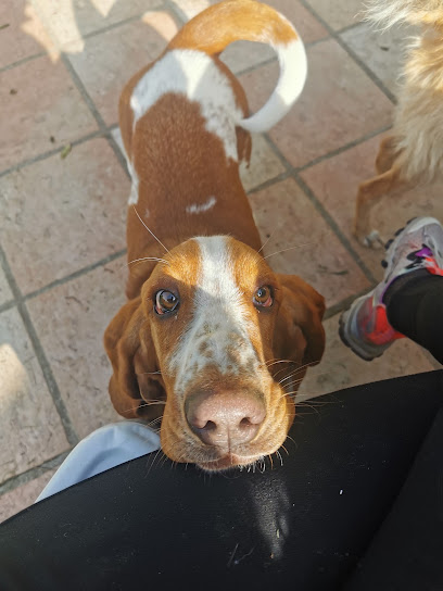 Le Pas De Tiva, Pension Pour Chien à Benon