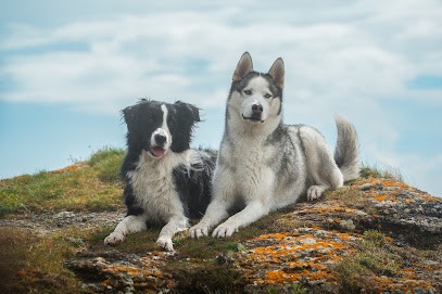 Tiphaine Quéméner Éducatrice Canin, Dresseur de Chiens à Rosporden
