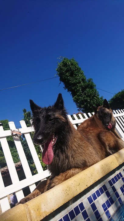 Élevage des Seigneurs de la Garde, Eleveur de Chiens à Vire Normandie