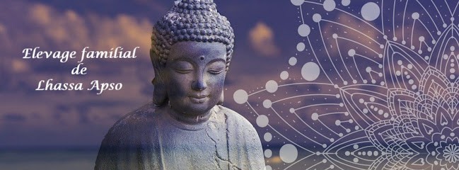 les lhassa de luminia, Eleveur de Chiens à Beaumont-Monteux