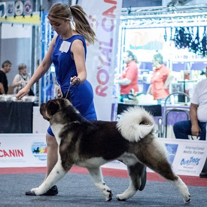 Not Fancy - Élevage de Laika de Iakoutie & Akita Américain, Eleveur de Chiens à Tazilly