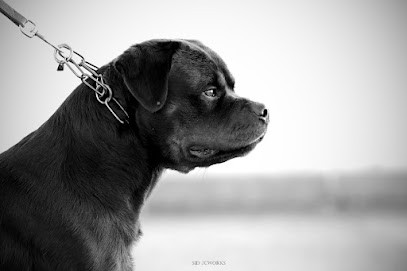 Elevage Von Der Vangfuller - Rottweiler & Bouledogue Français, Eleveur de Chiens à Melun