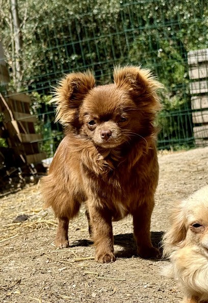 Elevage des Minis Mimi - Chihuahuas et Chiens-loups - Hérault, Eleveur de Chiens à Saint-Pons-de-Thomières