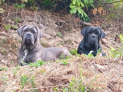 Élevage de cane corso en Cévennes Hameau de Sinko, Eleveur de Chiens à Chambon