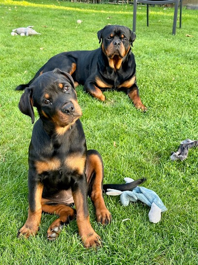 Elevage des blacks pearls addiction, Eleveur de Chiens à Mireval