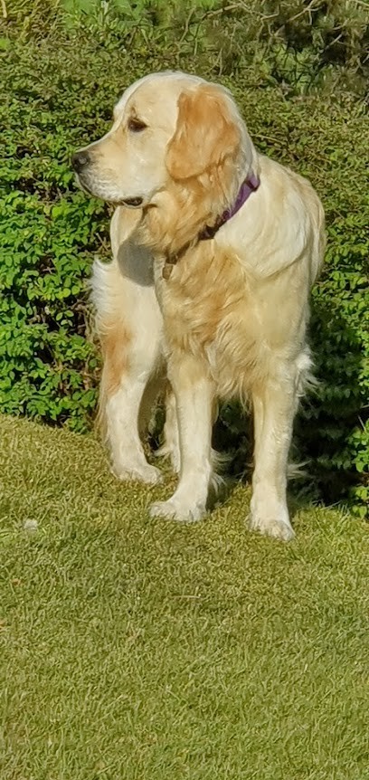 Elevage de la côte des Hortensias, Eleveur de Chiens à Lannion