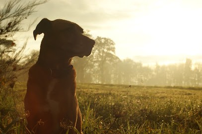 Education Canine du Forez | Montbrison & Saint Etienne | Camille Poyade, Dresseur de Chiens à Savigneux
