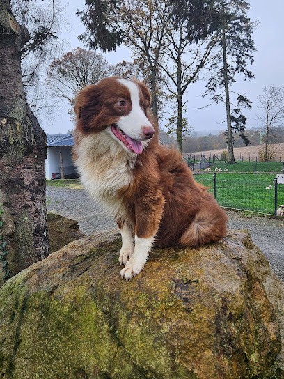 SARL LES ROCHERS GUIVANO, Eleveur de Chiens à Monthault