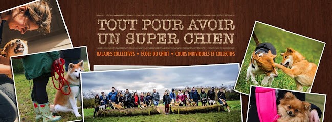 Educateur canin Meute citadine, Dresseur de Chiens à Paris 20