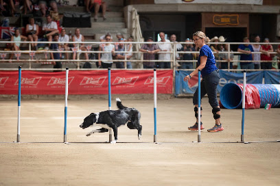 Mélie Dog Harmonie Agility-Comportement-Médical Training Charente, Dresseur De Chiens à Mosnac-Saint-Simeux