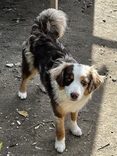 Élevage Des Terres Des Oliviers Éleveur De Chiens à Pernes-les-Fontaines