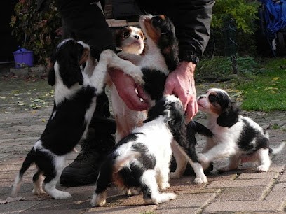 Les Cavaliers de Strass, Eleveur de Chiens à Waldolwisheim